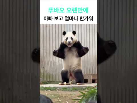 푸바오 오랜만에 듣는 아빠 목소리에 너무 반가워요.. 얼마나 반가운지 감도 안옴[현실이 되길 바라는 마음으로 ai로 표현해봐요 ..] #푸바오