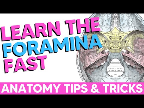 Cranial Foramina [Easy Anatomy Mnemonics]