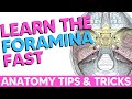 Cranial Foramina [Easy Mnemonics]