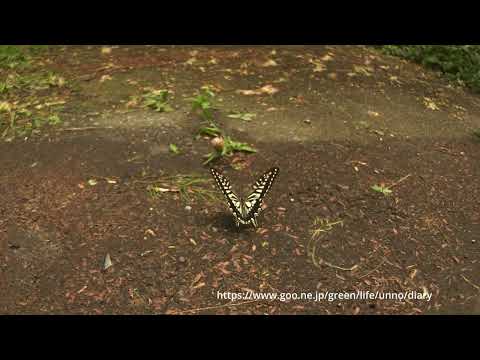 ナミアゲハの吸水2024
