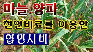 [텃밭농부.944]  마늘 양파에 천연거름을 이용한 엽면시비 #마늘재배 #양파재배