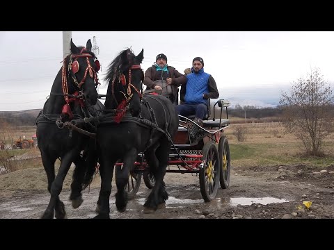 Caii lui Utu de la Hateg, Hunedoara - 2021 Nou!!!