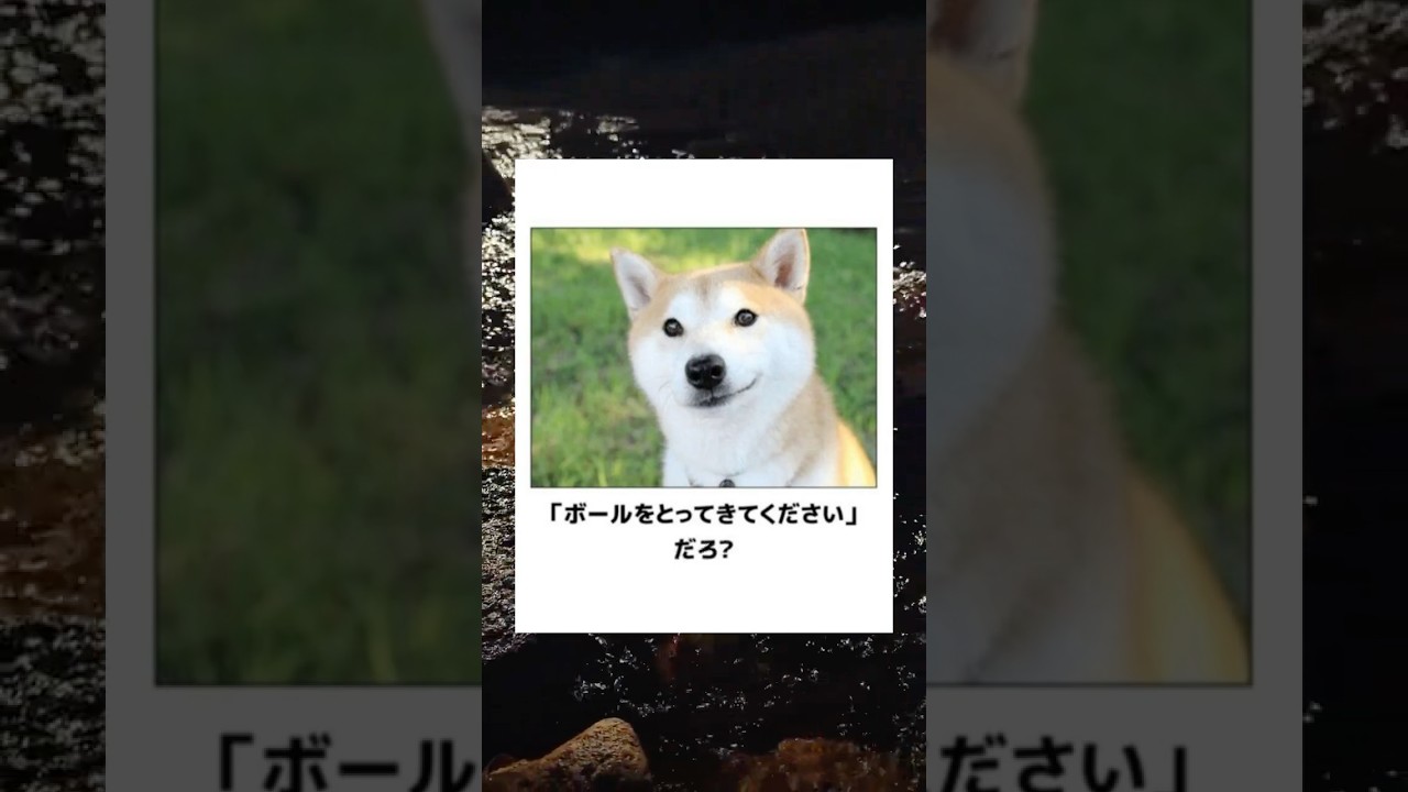 【犬】殿堂入りボケてに廃人が全力でアフレコしてみたw【第3弾】 #ボケて #アフレコ  #犬