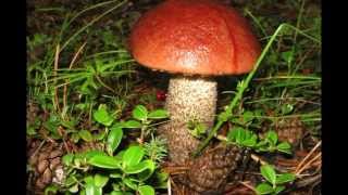 preview picture of video 'Mushrooms in Yakutia. Грибной рай Якутии. Живая природа. GoldenAldan.Ru'