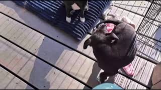 Video preview image #1 Chihuahua-Unknown Mix Puppy For Sale in Grafton, WI, USA