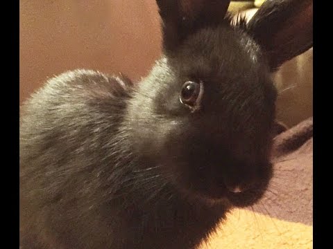 Bunny goes to sleep.