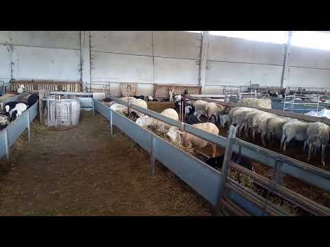 Corderos Dorper F1 y F2