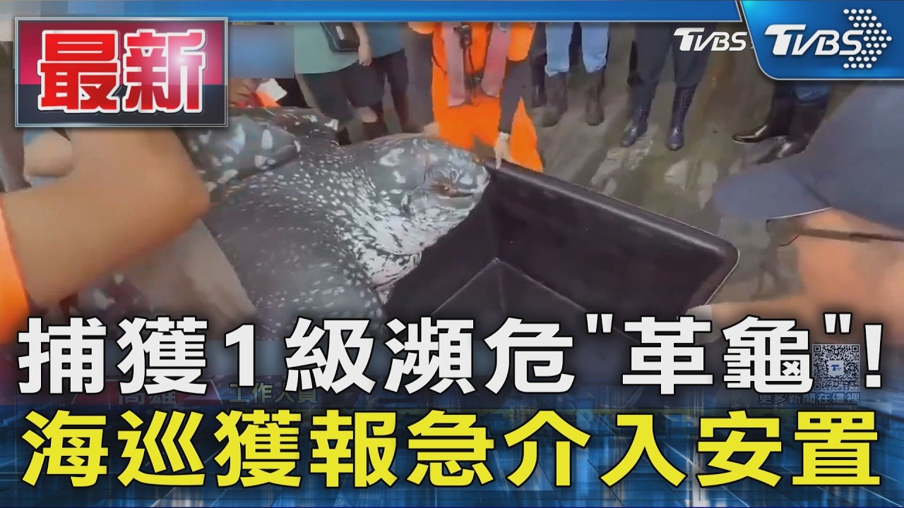 捕獲1級瀕危「革龜」!海巡獲報急介入安置｜TVBS新聞 @TVBSNEWS01