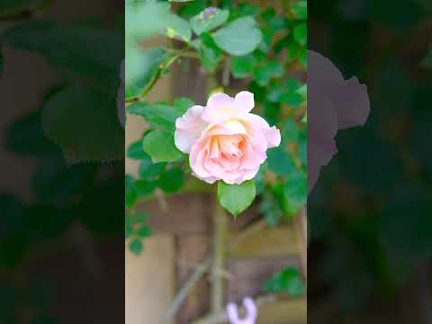 印象的な庭を作る、急成長するつる性の顕花植物 12 選  庭園