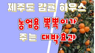제주도감귤농장 농업용뽁뽁이 4년 실사용후기(korea aircap house)