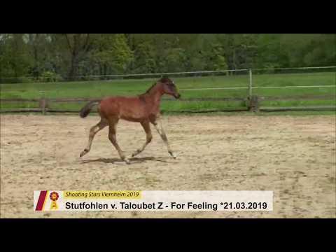 Fohlen von Taloubet Z - For Feeling
