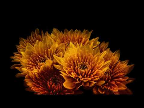 James Gill: Chrysanthemum (Nicholas Van Orton Remix)