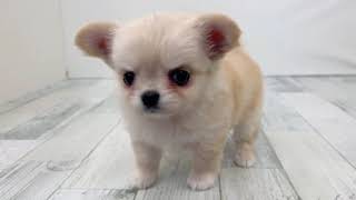 チワワ（ロング）の動画01