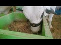Cow With A Nose Ring