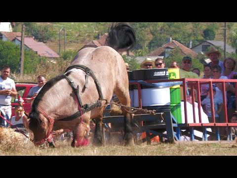 Cai de tracțiune proba de simplu Tășnad-Satu Mare 27 August 2023