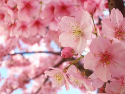 ♥ La Vie En Rose ♥