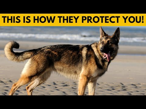 How German Shepherds Know When You’re in Danger