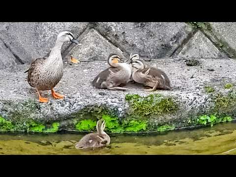 Adorable Duckling Fight! Sibling Rivalry Turns into the Cutest Battle Ever 🐥🦆