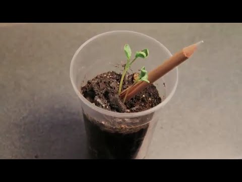 download lagu mp3 mp4 Crayon Sprout, download lagu Crayon Sprout gratis, unduh video klip Crayon Sprout