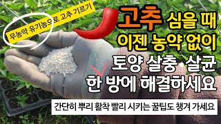 고추 심을 때 농약 없이도 토양 살충 살균 한방에 해결하세요. 무농약 유기농으로 고추 기르기