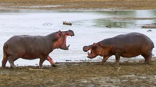 Hippos Struggle for Access to Water | BBC Earth