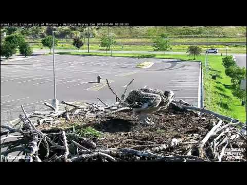 Hellgate Canyon Ospreys  ~ Iris Gone, Louis Shows Up With A Fish, July 4, 2018
