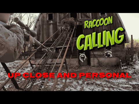 LATE SEASON RACCOON CALLING: Calling in HUNGRY RACCOONS!!!#outdoors #hunting #coonhunting