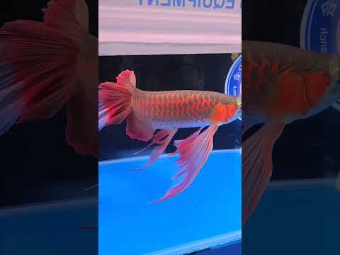 Most unique arowana ever (series 1st) Showstopper | 2023 Award winning arowana #shorts #ytshorts