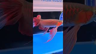 Download lagu Most unique arowana ever (series 1st) Showstopper | 2023 Award winning arowana #shorts #ytshorts mp3 Download lagu Most unique arowana ever (series 1st) Showstopper | 2023 Award winning arowana #shorts #ytshorts mp3