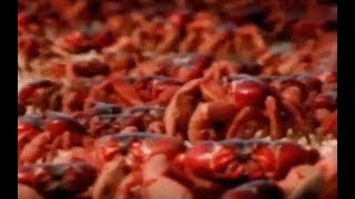 Red crab migration on Christmas Island | CCTV English