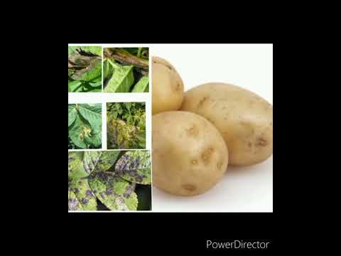 Ridomil gold fungicide /syngenta