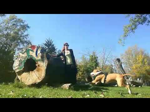 Luna the American Staffordshire Terrier