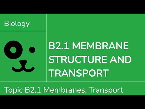 B2.1 Membranes and Transport [IB Biology SL/HL]