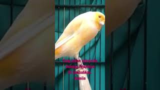 Download lagu KENARI TERMAHAL MILIK SPKN #kenari #kenariindonesia mp3 Download lagu KENARI TERMAHAL MILIK SPKN #kenari #kenariindonesia mp3