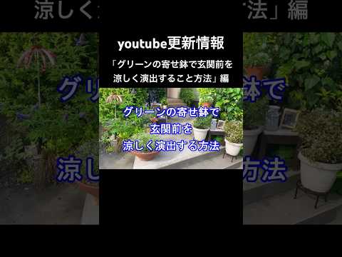 暑さに強い鉢植えの木はどれですか ブーゲンビリア キョウチクトウ ハイビスカス