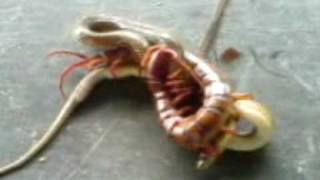 A Huge Centipede Fighting A Snake