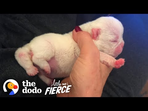 Baby English Bulldog Born with 5 Legs Is Looking for a Family  | The Dodo Little But Fierce