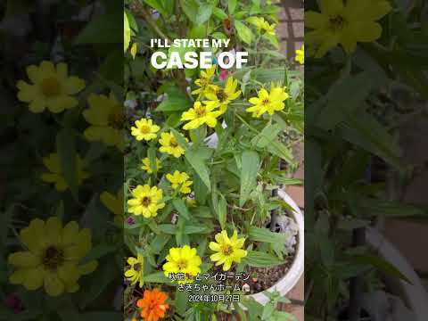 バラの茂みにあるヒルガオを自然に取り除く方法は？この 4 つの動作が彼の最大の敵です。  庭園