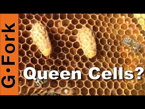 Supersedure Queen Cells - Beekeeping 101- GardenFork