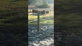 Being thankful for each day as tomorrow’s are never a sure thing #farming #cow #farmlife #shorts