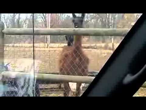 Zani Viaggi s.r.l. : Foro Buonaparte Travel, 666 Milan - Rome University Urban Design