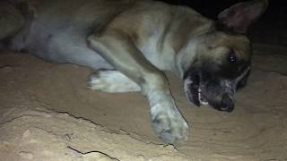 Homeless Dog - Street Dog