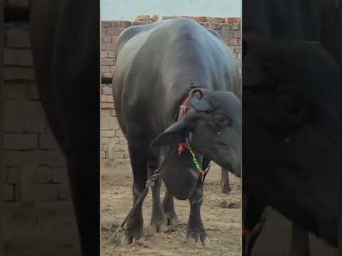 #short Top quality murrah buffalo | murrah buffalo |dairy in