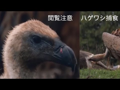 ネクロシルテス・モナクス
