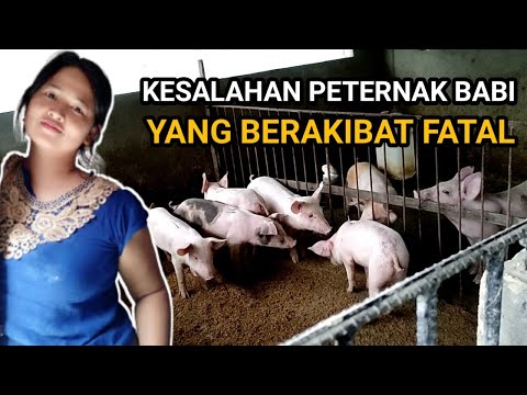 , title : '[TIPS] Cara Merawat Babi, Perubahan Pola Makan Anak Babi Umur 1 Bulan di Kandang Koloni'