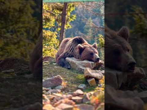 Ez történik a medvékkel téli álom után? #medve