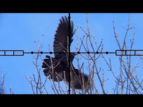 Crow Hunting - Ricochet Investigation
