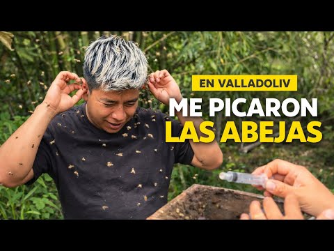 Día 5. Casi se acaba la serie por culpa de la abejas | Zamora Chinchipe
