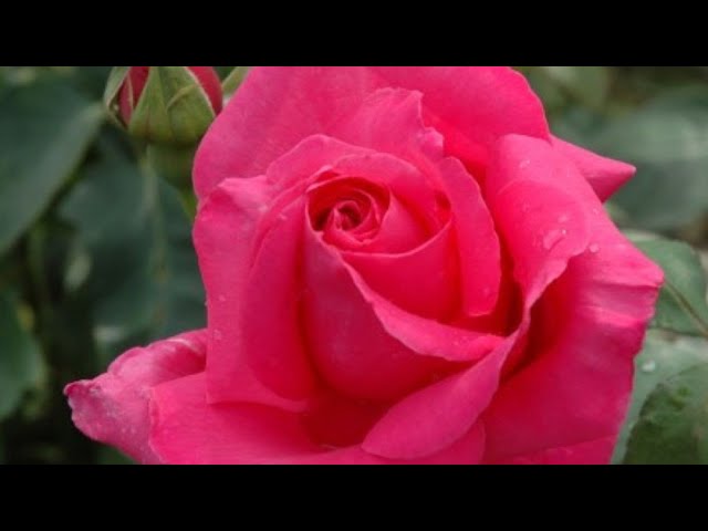 &quot;Венроза&quot; или роза &quot;Высоцкого&quot;. Июнь 2022.