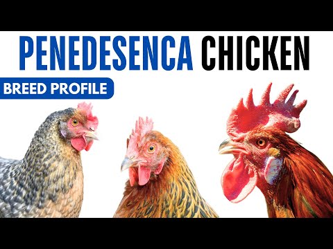 Penedesenca plemeno